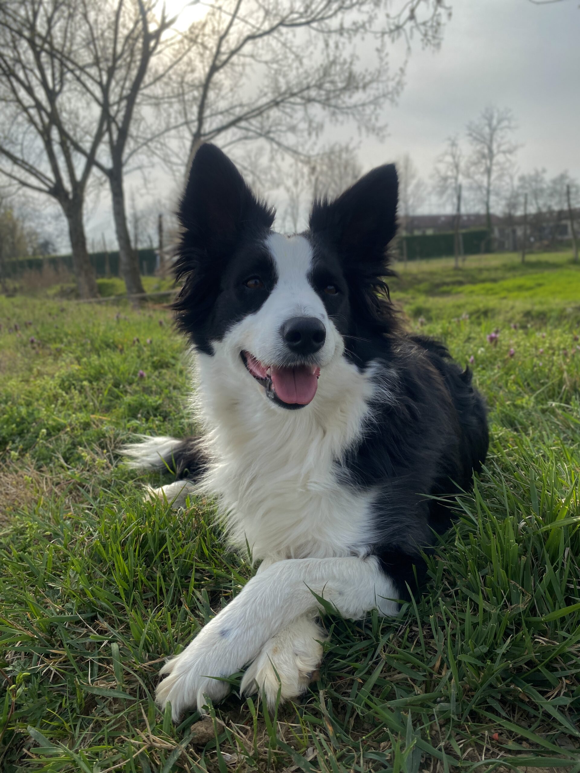 educazione del cane