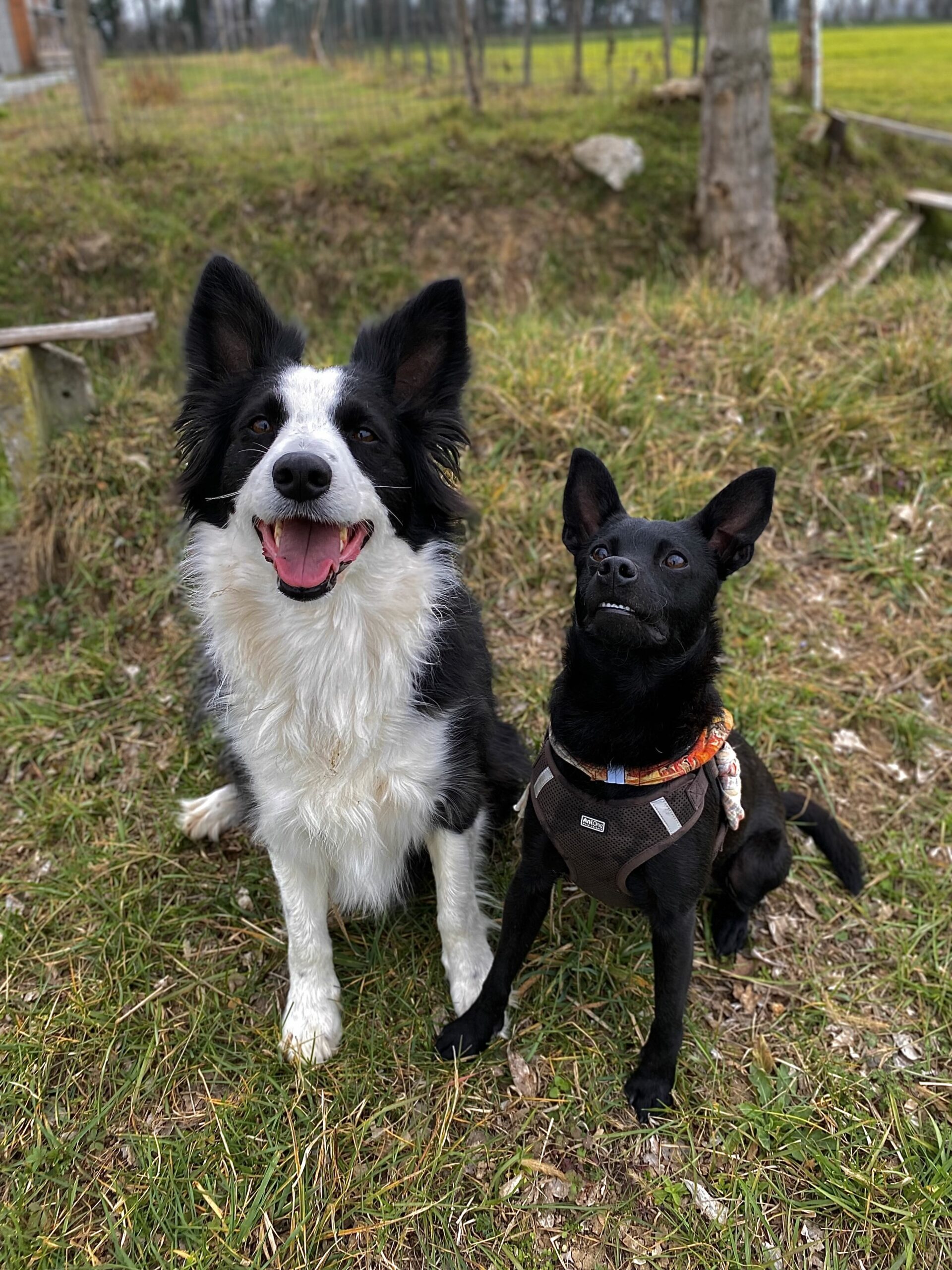 Addestramento Border Collie anche per Dog Sheep