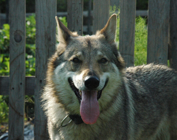 Salute dei denti per i cani: masticativi naturali